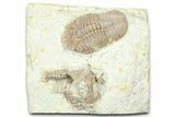 Bargain, Lochovella Trilobite - Black Cat Mountain, Oklahoma #362995-1